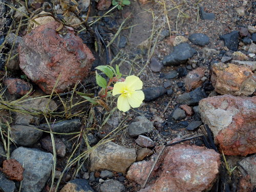 GDMBR: Flower on the roadside.